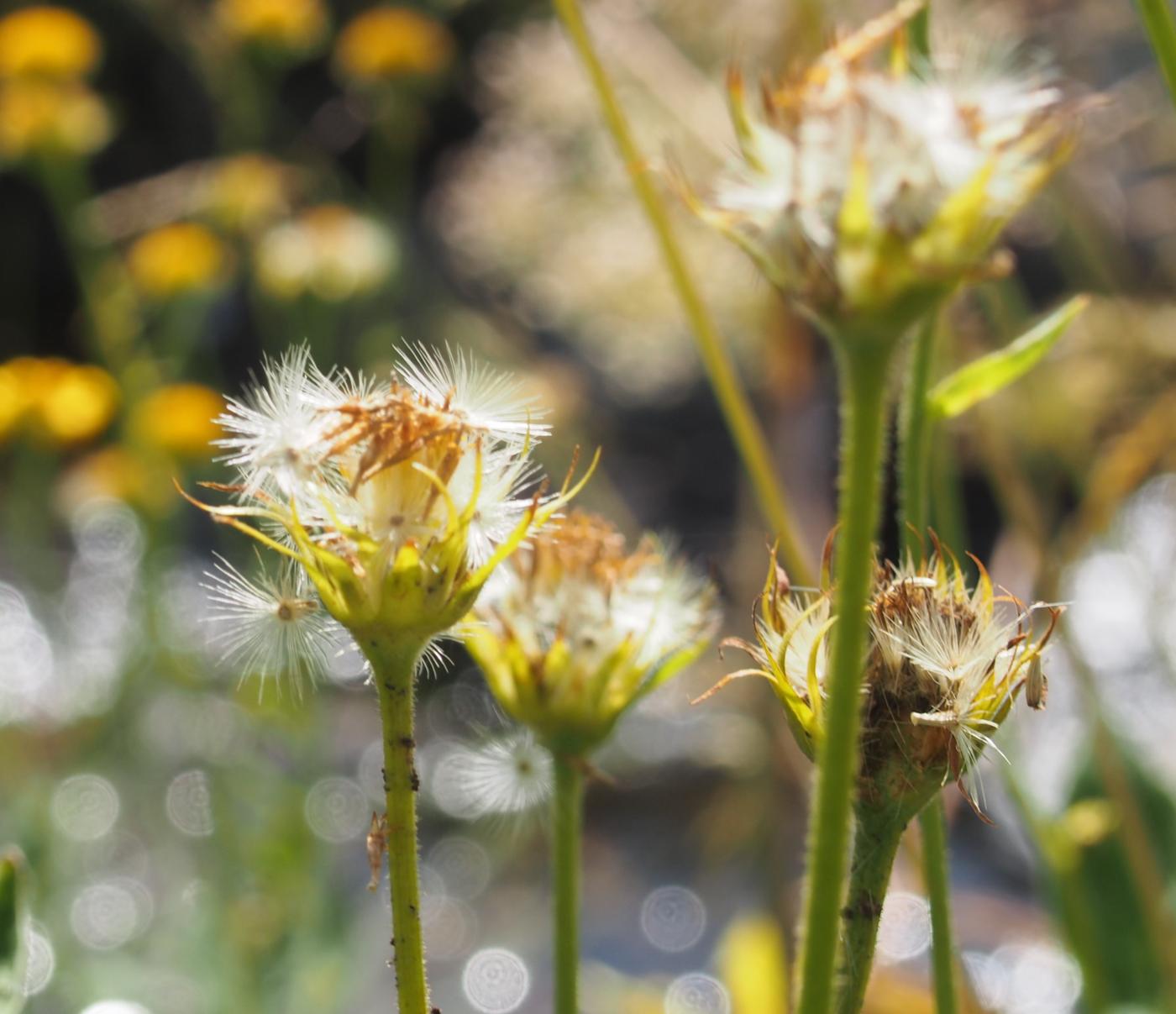 Sheepsbit, Perennial fruit